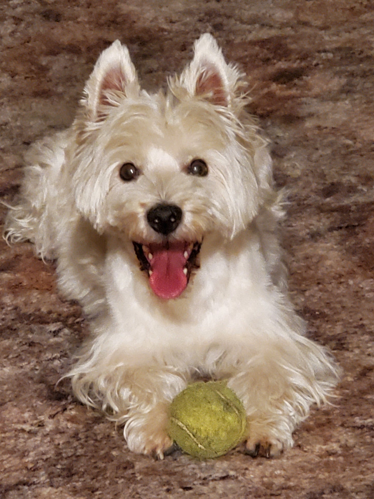 AKC Canine Good Citizen (CGC) Class