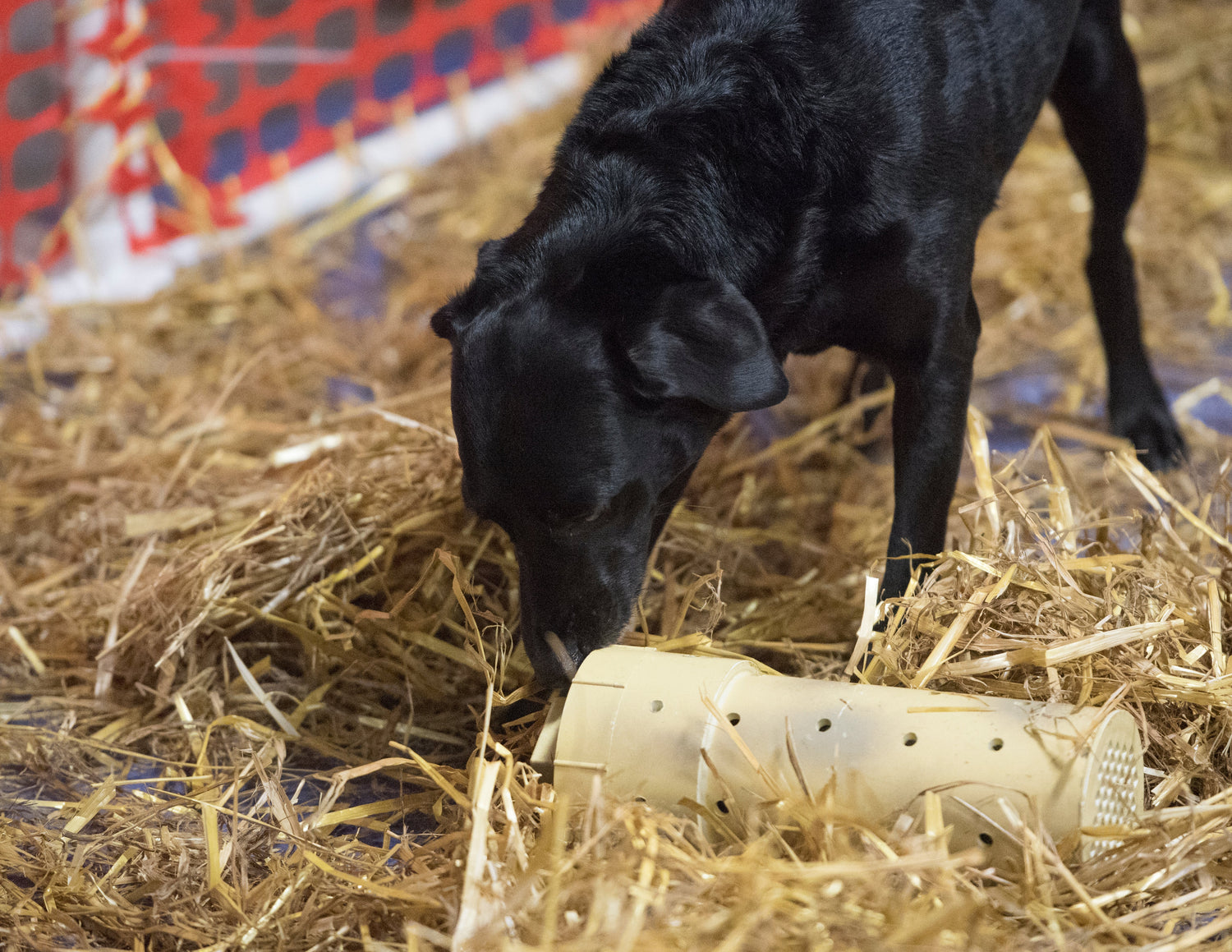 One-on-one Dog Training Sessions