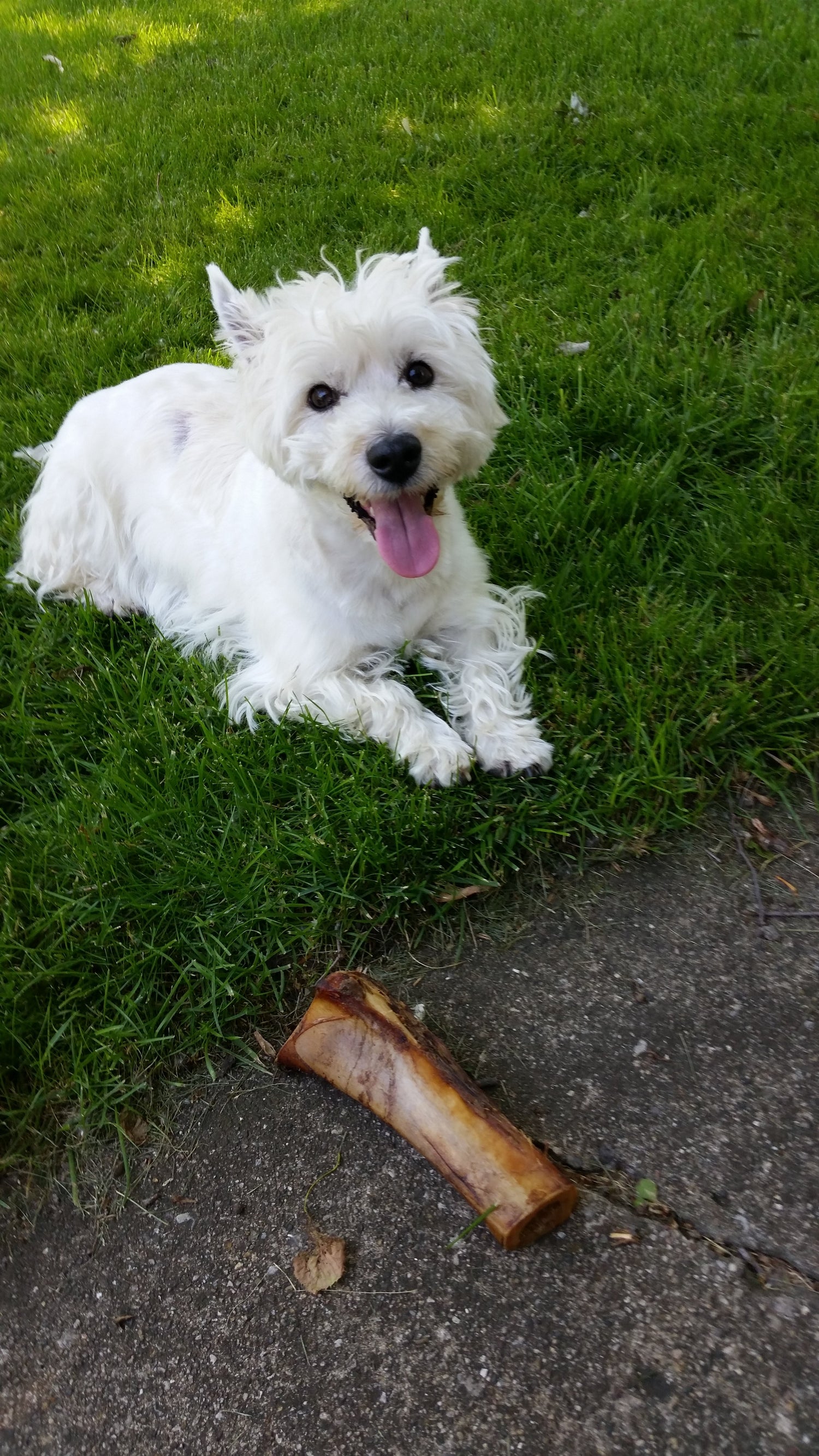 Group Dog Training Classes